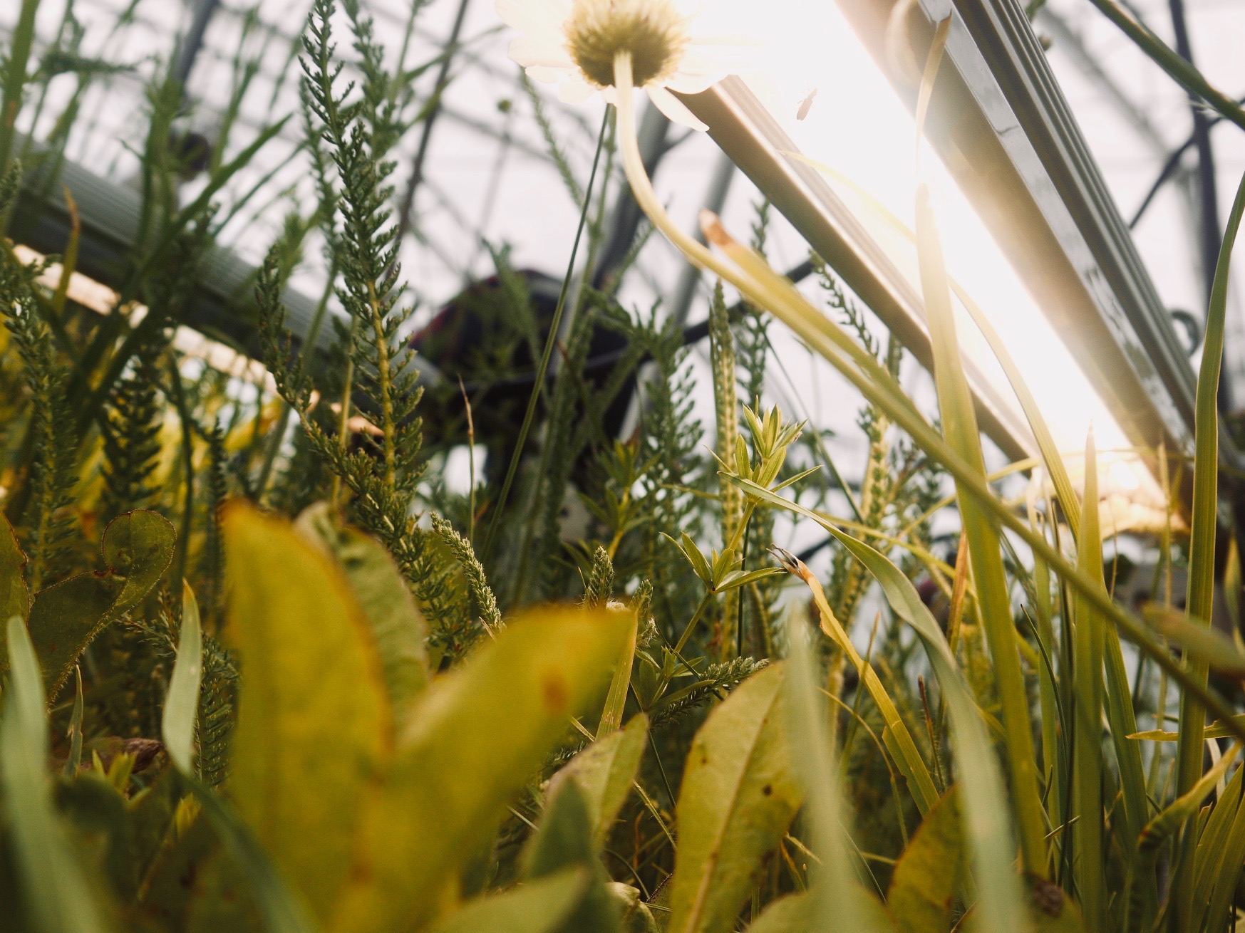 eDiValo (Photo: Christiane Roscher)